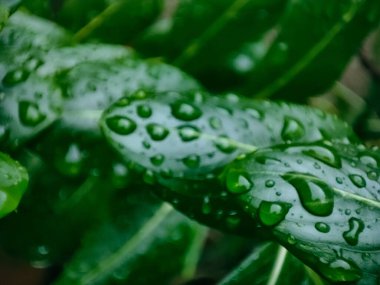 yeşil yaprak yüzeyinde su damlaları