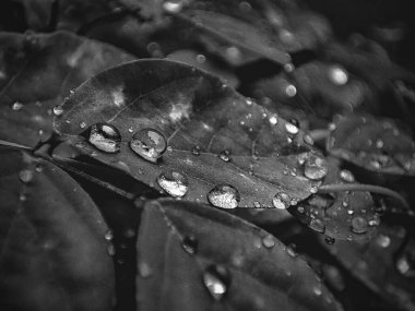 Tek Renkli Yaprak Resimlerinde Su Damlacıkları