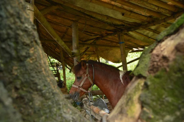 Een Bruin Paard Eet Stal Van Een Dorpeling — Stockfoto