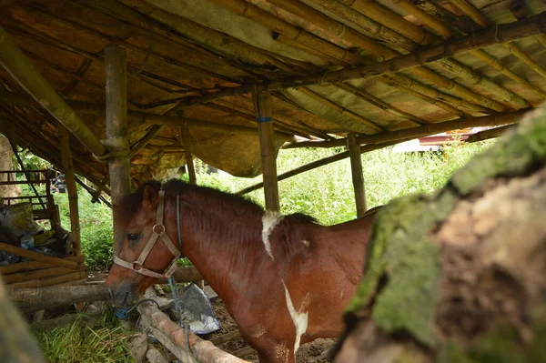 Een Bruin Paard Eet Stal Van Een Dorpeling — Stockfoto