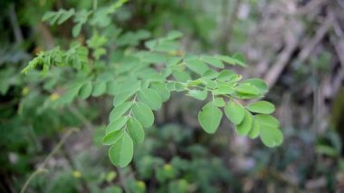 Bahçedeki moringa yapraklarını kapat. Rüzgarda hafifçe esiyor..