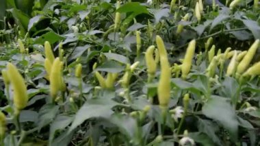 Yapraklar ve biber ağaçları. Bahçede usulca esiyor..