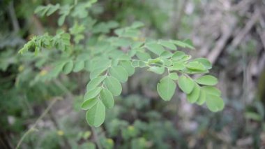 Moringa yaprakları hafif ve yumuşak bir esintiyle savrulur. Evin arkasındaki bahçede..