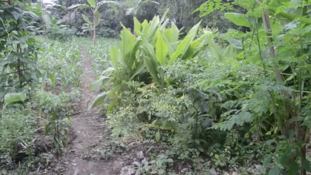Kebun Lansekap Desa Suasana Taman Pagi Hari Matahari Belum Muncul — Stok Video