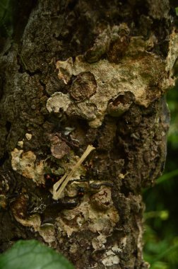 Bahçedeki bir ağacın gövdesine mantarlı bir gövde resmi. açık gökyüzü ve bulut arkaplanı.