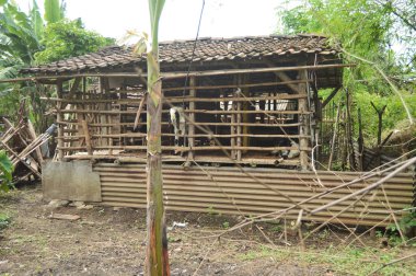 Köydeki geleneksel çiftlik kafeslerinde keçiler. Keçi kafasına yakın çekim.