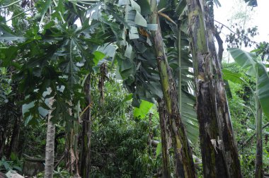 Ormandaki ağaçlar kesildiği için devrildi..