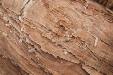 İnsanlar tarafından kesilen ağacın dokusunun fotoğraf çekimi..