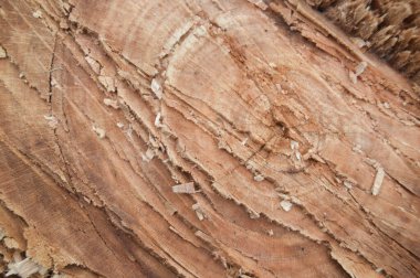 İnsanlar tarafından kesilen ağacın dokusunun fotoğraf çekimi..