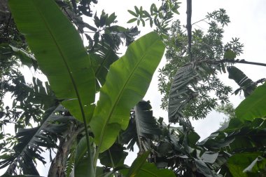 Ağacın altından çekilen ağaçların fotoğrafı. siluet fotoğraf.