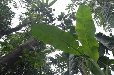 Ağacın altından çekilen ağaçların fotoğrafı. siluet fotoğraf.