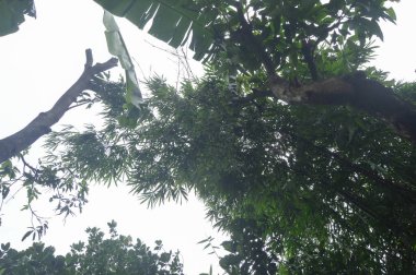 Ağacın altından çekilen ağaçların fotoğrafı. siluet fotoğraf.