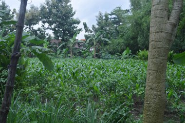 Ormandaki ağaçlar kesildiği için devrildi..