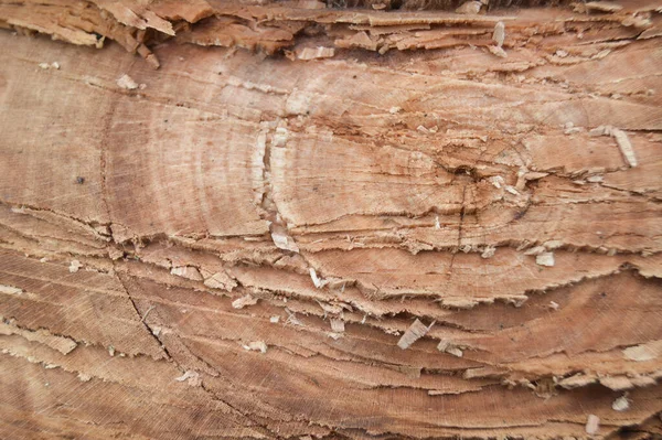Foto Tirada Textura Parte Uma Árvore Que Foi Cortada Por — Fotografia de Stock