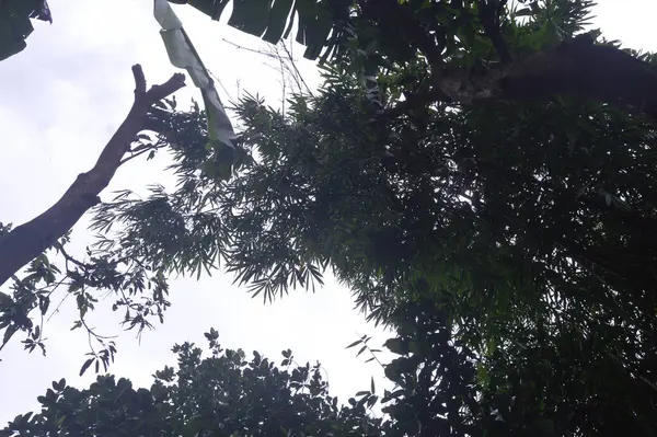 Fotografía Árboles Tomados Debajo Del Árbol Silueta Foto — Foto de Stock