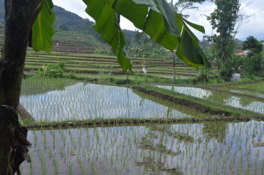 Sabah pirinç tarlaları. Trawas köyünün dağlarındaki pirinç tarlaları, mojokerto.