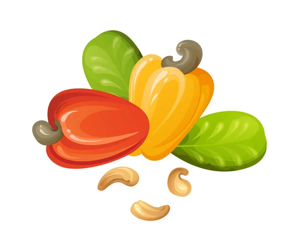 Rode Cashewnoten Onrijp Rijp Exotisch Geel Fruit Met Groene Bladeren — Stockvector