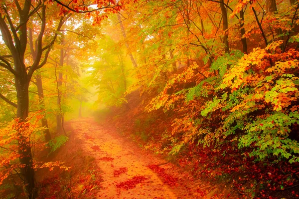 Herbst Cozia Karpaten Rumänien Lebhafte Herbstfarben Einem Nebligen Wald Während — Stockfoto