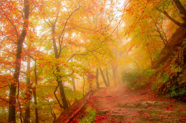 Autumn in Cozia, Carpathian Mountains, Romania. Vivid fall colors in a misty forest during a autumn light rain. 
