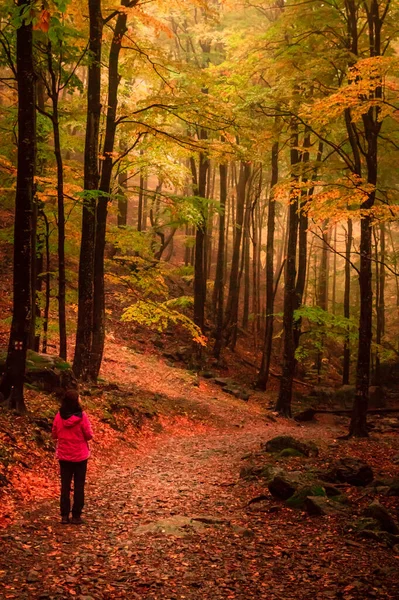 Podzim Cozii Karpaty Rumunsko Živé Podzimní Barvy Zamlženém Lese Během — Stock fotografie