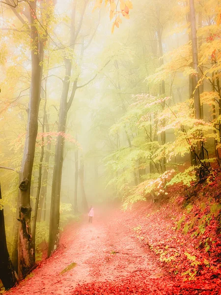 Φθινόπωρο Στην Κοζία Στα Καρπάθια Όρη Ρουμανία Ζωηρά Χρώματα Πέφτουν — Φωτογραφία Αρχείου
