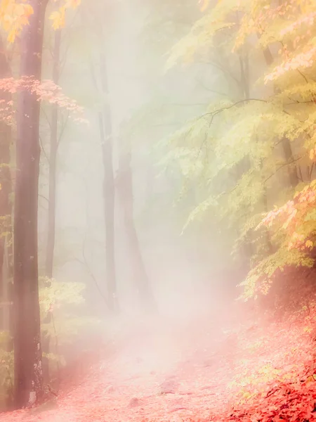 Podzim Cozii Karpaty Rumunsko Živé Podzimní Barvy Zamlženém Lese Během — Stock fotografie
