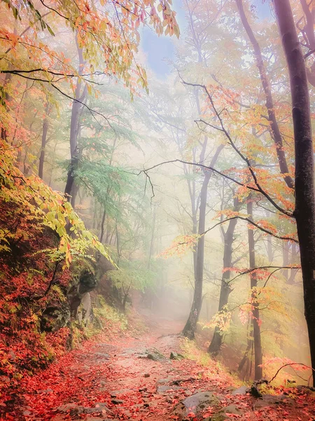 Jesień Cozia Karpaty Rumunia Żywe Kolory Upadku Mglistym Lesie Podczas — Zdjęcie stockowe