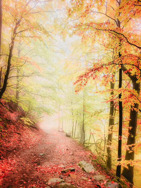Autumn in Cozia, Carpathian Mountains, Romania. Vivid fall colors in a misty forest during a autumn light rain.
