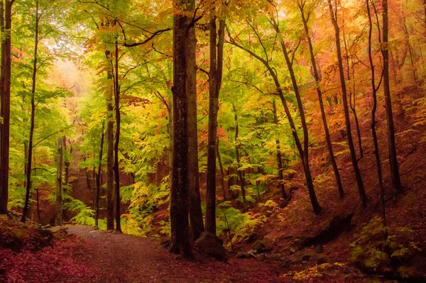 Осень Козии Карпаты Румыния Яркие Осенние Цвета Туманном Лесу Время Стоковое Фото