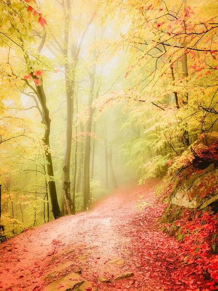 Осень Козии Карпаты Румыния Яркие Осенние Цвета Туманном Лесу Время Лицензионные Стоковые Изображения