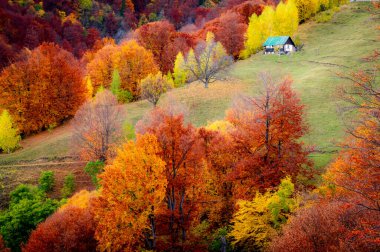Romanya 'nın Karpat Dağları' ndaki Buila Vanturarita Ulusal Parkı 'nda sonbahar. Patrunsa inzivası, ormanın canlı sonbahar renkleriyle çevrili..