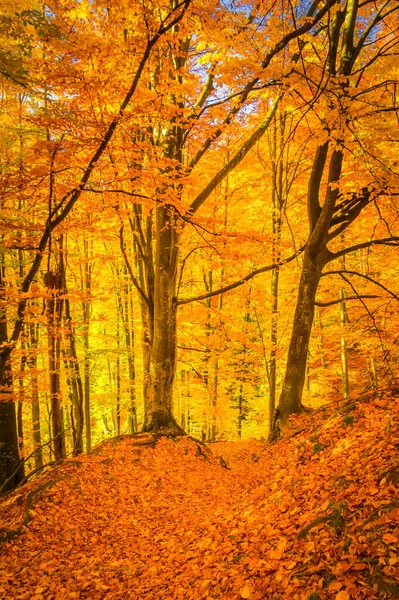 Podzim Národním Parku Buila Vanturarita Karpaty Rumunsko Živé Podzimní Barvy — Stock fotografie