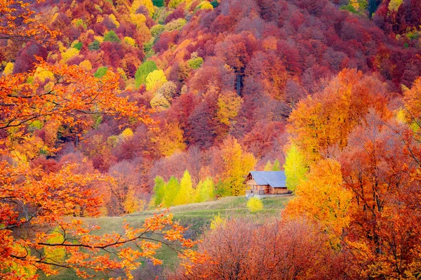 秋天在罗马尼亚喀尔巴阡山脉的Buila Vanturarita国家公园 森林的五彩斑斓的色彩环绕着Patrunsa的隐居地 — 图库照片