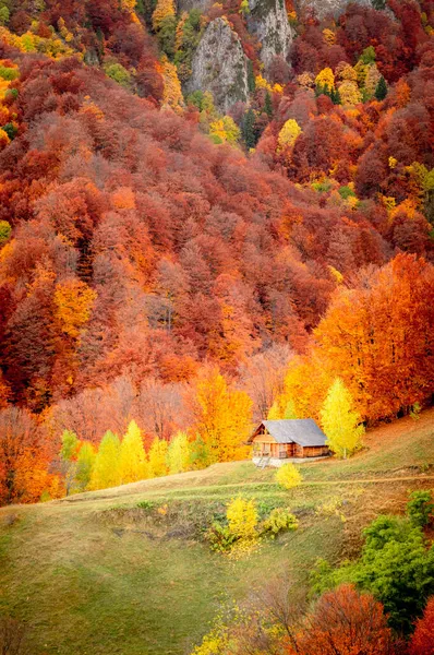 秋天在罗马尼亚喀尔巴阡山脉的Buila Vanturarita国家公园 森林的五彩斑斓的色彩环绕着Patrunsa的隐居地 — 图库照片