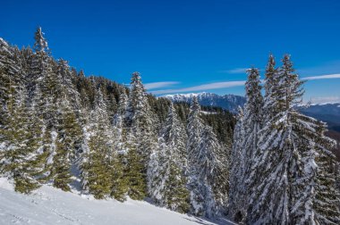 Kışın Ciucas Dağları, Romen Karpatlar. Karla dolu fidan ağaçları ve ardıçlar.