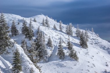 Kışın Ciucas Dağları, Romen Karpatlar. Karla dolu fidan ağaçları ve ardıçlar.