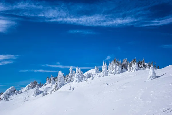 Montañas Ciucas Invierno Cárpatos Rumanos Abeto Enebros Llenos Nieve Congelada — Foto de Stock