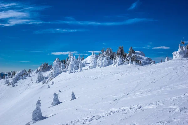 Montañas Ciucas Invierno Cárpatos Rumanos Abeto Enebros Llenos Nieve Congelada — Foto de Stock