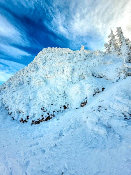 Ciucasbergen Vintern Rumänska Karpaterna Fågelträd Och Enbär Fulla Frusen Snö — Stockfoto