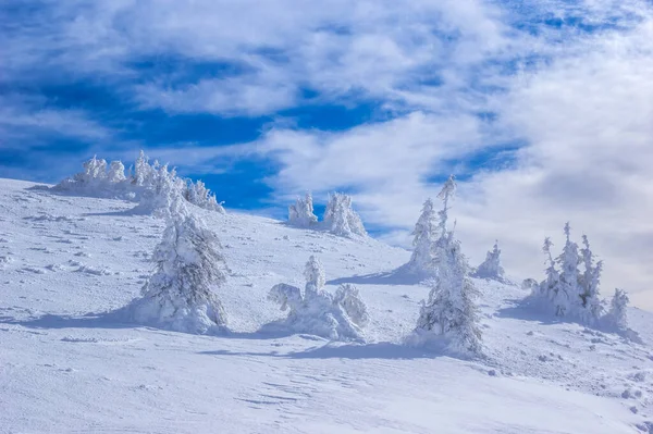 Montañas Ciucas Invierno Cárpatos Rumanos Abeto Enebros Llenos Nieve Congelada — Foto de Stock