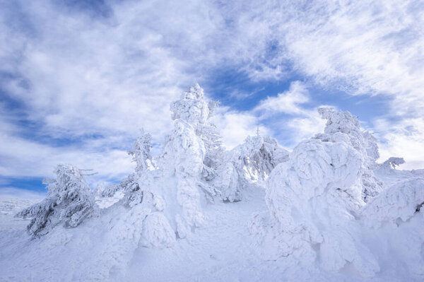 Ciucas mountains in winter, Romanian Carpathians. Fir trees and junipers full of frozen snow.