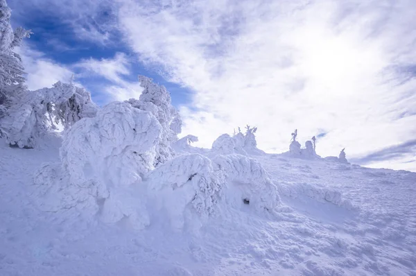 겨울에는 루마니아의 카르파티아 얼어붙은 눈으로 나무와 향나무 — 스톡 사진