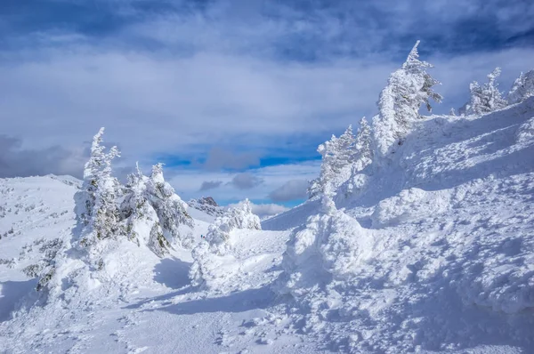겨울에는 루마니아의 카르파티아 얼어붙은 눈으로 나무와 향나무 — 스톡 사진