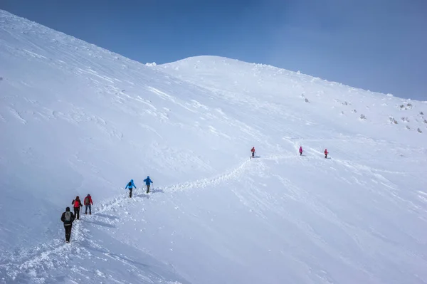 Montañas Ciucas Invierno Cárpatos Rumanos Abeto Enebros Llenos Nieve Congelada —  Fotos de Stock