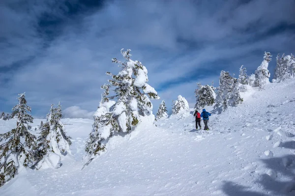 Ciucas Mountains Winter Romanian Carpathians Fir Trees Junipers Full Frozen Stock Image