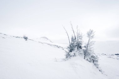 Bucegi Dağları, Romanya. Güzel Karpat dağları kışın manzarası