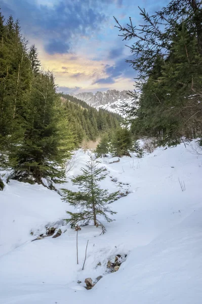 Βουνά Μπουκέγκι Ρουμανία Όμορφο Τοπίο Των Καρπαθίων Βουνών Χειμώνα — Φωτογραφία Αρχείου