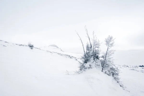 Montañas Bucegi Rumania Hermoso Paisaje Montañas Cárpatas Invierno —  Fotos de Stock