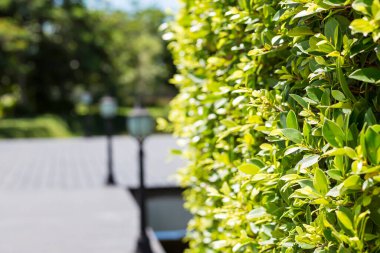 Arka plan olarak kullanılan yaz bahçesindeki yeşil yapraklar.