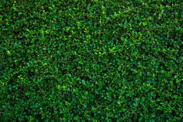 Fundo Folhas Verdes Textura Naturalmente Paredes Ideal Para Uso Projeto — Fotografia de Stock